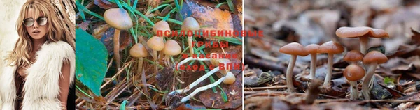 PSILOCYBIN Арсеньев